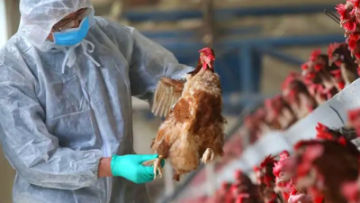 Instan a controlar los animales para reducir el riesgo de contagios con influenza aviar