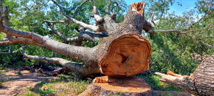 arbol timbo cortado 2.jfif