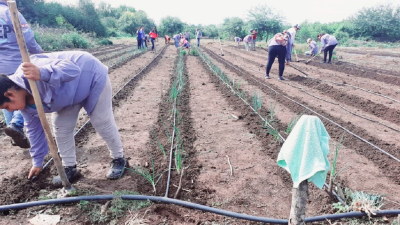 Las huertas comunitarias en Sáenz Peña, resentidas por la sequía