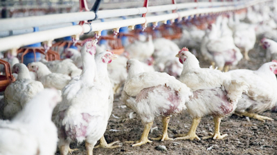 Esta prohibido en todo el Territorio Nacional la distribución o venta de aves vivas