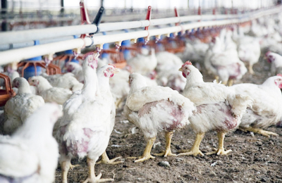 Esta prohibido en todo el Territorio Nacional la distribución o venta de aves vivas
