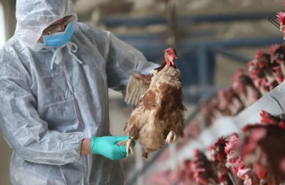 Las primeras pruebas sobre influenza aviar en el Chaco dieron negativo
