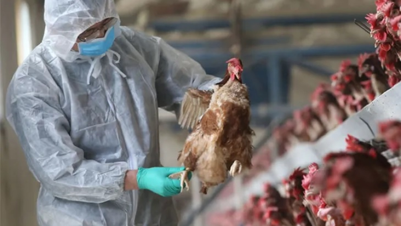 Las primeras pruebas sobre influenza aviar en el Chaco dieron negativo