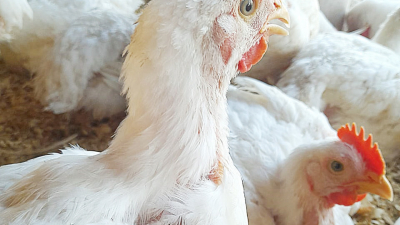Huevos para alimentar a los chaqueños