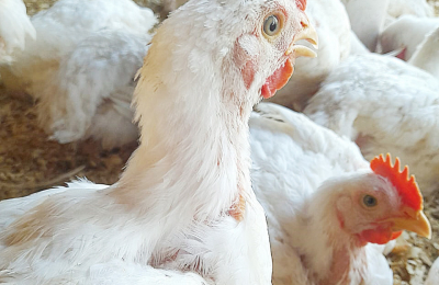 Huevos para alimentar a los chaqueños