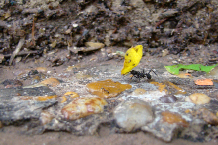 hormiga otoño.JPG