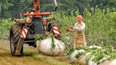 Por la sequía podría tener 30 millones de kilos menos que la campaña anterior