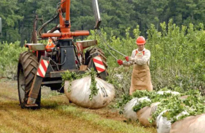 Por la sequía podría tener 30 millones de kilos menos que la campaña anterior