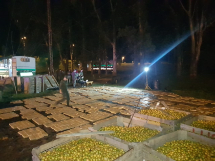 mandarina verde.jpg