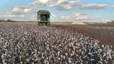 El Chaco gestiona la inclusión del algodón en el dólar agro