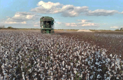 El Chaco gestiona la inclusión del algodón en el dólar agro