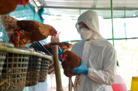 Mexico-consigue-frenar-la-gripe-aviar-un-virus-que-mantiene-al-mundo-en-alerta.jpg