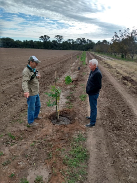 Plantas de nuez pecan.jpg