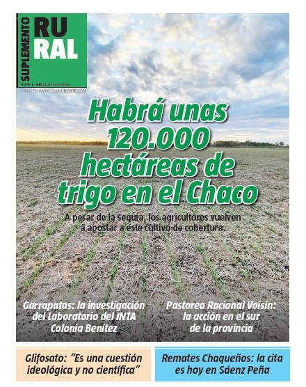 Habrá unas 120.000 hectáreas de trigo en el Chaco