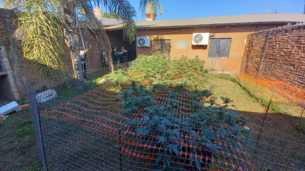 Incautan 102 plantas3.jpeg