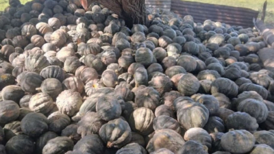 Productores no cubren ni los costos con el valor del zapallo