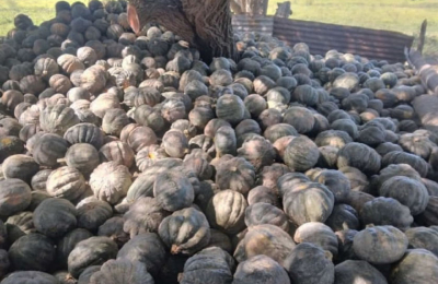 Productores no cubren ni los costos con el valor del zapallo
