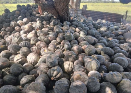 cosecha.jpg