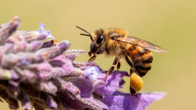 Prohíben el uso de productos formulados con el insecticida Fipronil