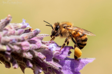 Abeja-apis-mellifera2.jpg
