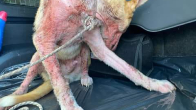 "Tony" necesita la ayuda de la comunidad mascotera