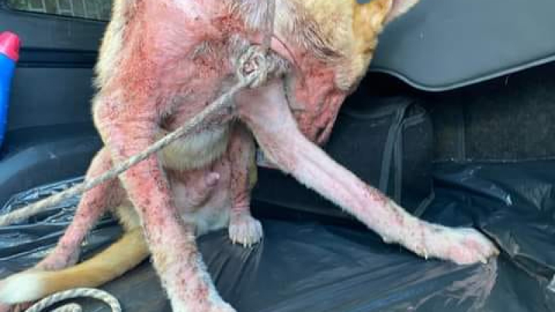 "Tony" necesita la ayuda de la comunidad mascotera