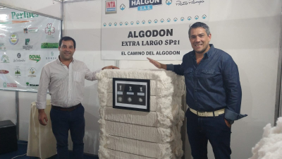 El primer fardo de algodón extralargo ya es una realidad