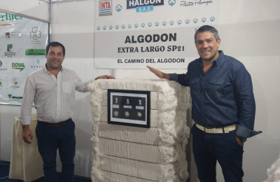 El primer fardo de algodón extralargo ya es una realidad