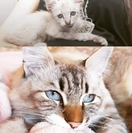 gato.jpg