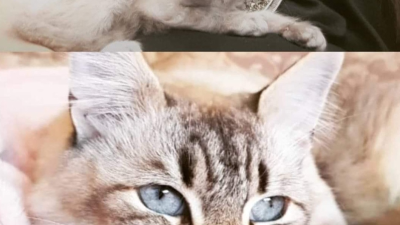 "Cachu", el gatito que lleva más de 40 días perdido