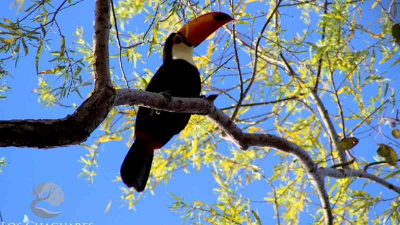 Invitan a sumarse al Ciclo de Actualizaciones en Ecología Regional y Conservación en la Reserva Natural Los Chaguares