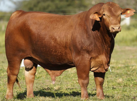 TORO-2022.jpg