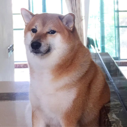perro meme 1.jpeg