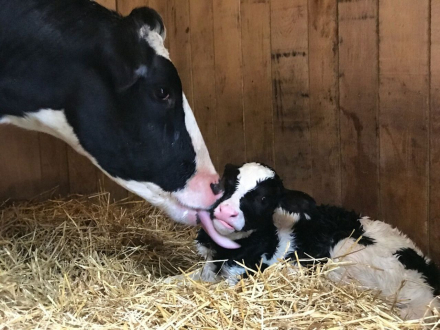 cows1.jpg