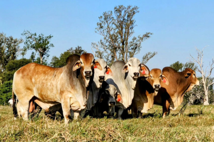 toros-brahman.jpg