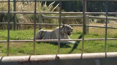 Se metieron en la jaula de un tigre blanco para robar una caja fuerte