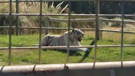tigre.jpg