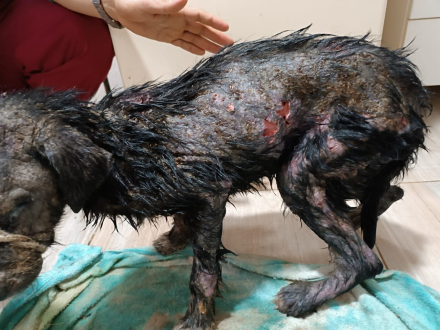 perrita Rosita 2.jfif