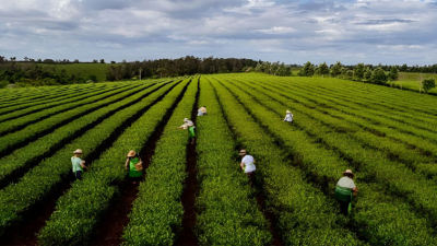 Preocupación en Misiones: EEUU podría dejar de comprar té argentino