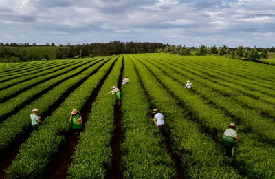 Preocupación en Misiones: EEUU podría dejar de comprar té argentino