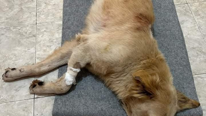 Charata: un hombre apuñaló ferozmente a un perro