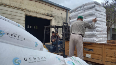 Girasol: se evalúan los lotes de entre 50 y 400 hectáreas sembradas
