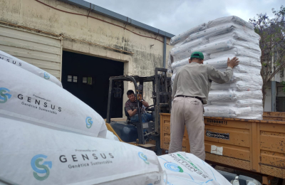 Girasol: se evalúan los lotes de entre 50 y 400 hectáreas sembradas
