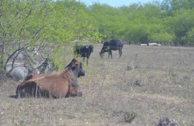 Casi mil ganaderos del Chaco recibirán asistencia por emergencia hídrica