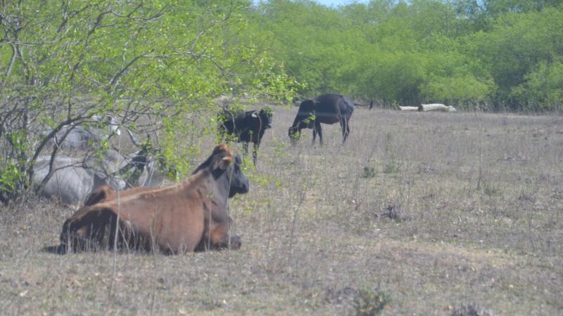 Casi mil ganaderos del Chaco recibirán asistencia por emergencia hídrica