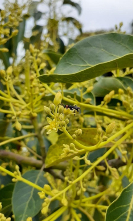 palta2.jpg