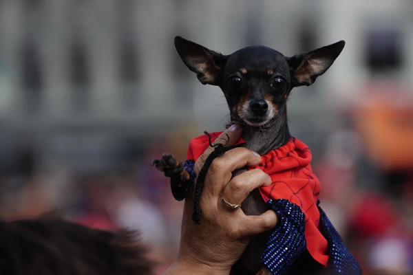 El perrito spider se llevó los aplausos de todos.