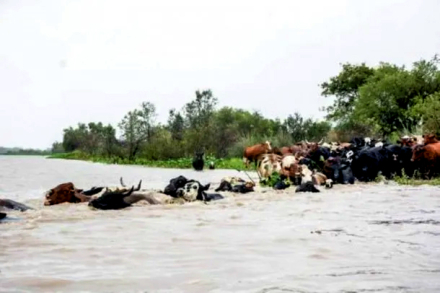 ganado1.jpg