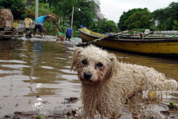 Sobrevivir a la crecida del río