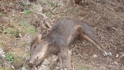 Masiva muerte de animales silvestres por calor extremo en el Chaco paraguayo